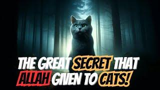 The AMAZING MYSTERIES of CATS in ISLAM