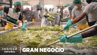 Cómo se cosechan 1.5 millones de hojas de aloe vera por semana | Gran Negocio | Insider Español