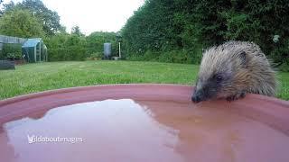 Hedgehog drinking water