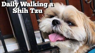 How its like to walk a Adult Shih Tzu