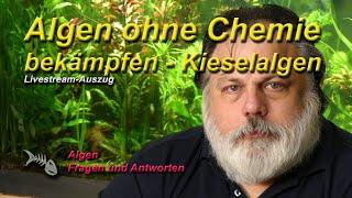 Algen, Algen, Algen - #1 Kieselalgen - Warum ich Algen im Aquarium nie mit Chemie bekämpfe