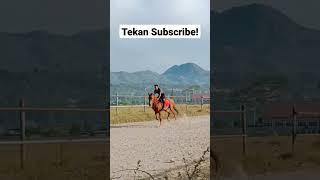 KUDA PACU BERLATIH  #Short #Shorts #VideoShort #VideoShorts #Horse #HorseRacing #Viral #Fyp