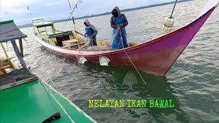 Beginilah cara nelayan Kalimantan Utara menarik jaring ikan bawal