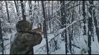 В Якутии застрелили огромного волка