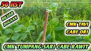 BUDIDAYA CMK TUMPANG SARI CABE RAWIT ORI 212 METODE PROFESOR CABE USIA 50 HARI - CMK TAVI CABE ORI