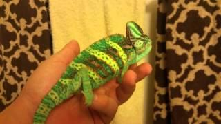 Veiled chameleon changing colors