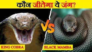 King Cobra और Black Mamba के बीच मुकाबला | King Cobra Vs Black Mamba Fight | Snake Fight