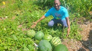 Watermelon Harvesting Time! Are they Ready? (A Cross pollinated Melon???)