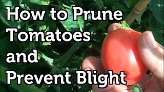 How to Prune Tomatoes to Increase Yields , Prevent Disease and Ripen Fruit Faster