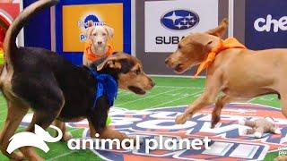 Paw-some Highlights from 20 Years of Puppy Bowls! | Animal Planet