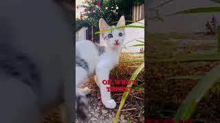 one day story…#shorts#nature#cat#catlover#streetcat#life#kitten#funny#eating#emotional#like#follow