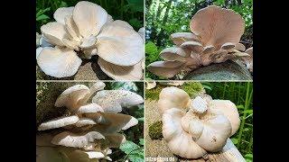 Lungenseitling, Löffelförmiger Seitling, Sommer-Austernseitling, Pleurotus pulmonarius