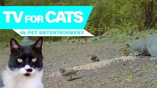 Cat TV - 4K Video of Birds for Your Cat