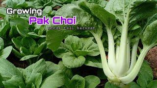 Brilliant! only 36 days to grow Pak Choi from seeds / How to grow pak choi from seeds till harvest.