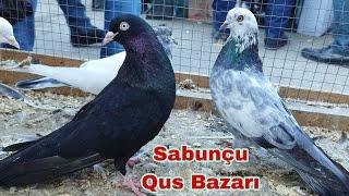 Sabuncu Quş Bazarı Canli