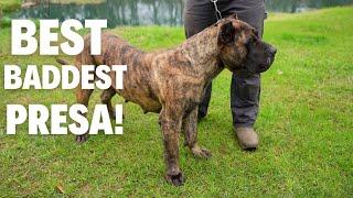 The BADDEST PRESA CANARIO!!! (B*tches MATTER)