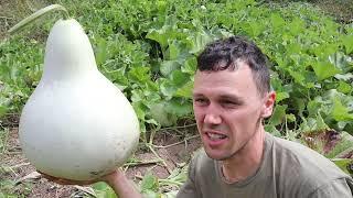 Part 1: Growing Banjo Gourds