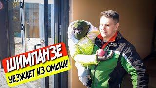 Shimpanzee's journey across Russia \ Dan Zapashny leaves the Omsk circus