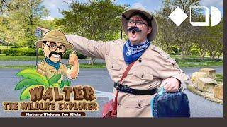 Walter the Wildlife Explorer Feeds the Ducks at the Park | Concept Video 4 | Nature Videos for Kids