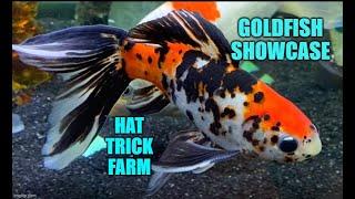 GOLDFISH SHOWCASE  |  COMET & SHUBUNKIN GOLDFISH  |  SINGLE TAIL GOLDFISH  |   HAT TRICK FARM 