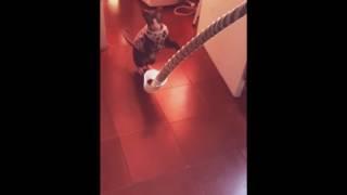 Кот в замедленной съемке 1/Slow motion cat 1(iphone 5s)