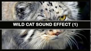 Wild Cat #1   Sound Effect