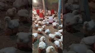 broiler chicken farming !! broiler farming