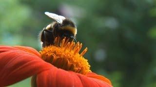 The buzz about pesticides - by Nature Video