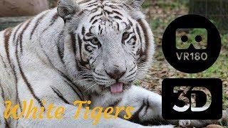 White Tigers - The Truth In 3D