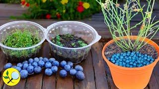 🟣Blueberries from Seeds to Bloom - All the Secrets