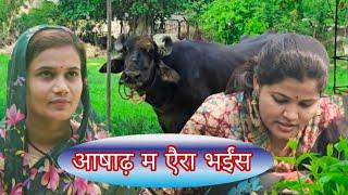 आषाढ़ म एैरा भईंस/ashadh ma aira bhais #poojatiwari #anjalimishra #bagheli #comedy