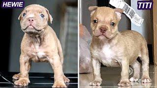 HEWIE PITBULL DAN TITI YANG LUCU MASIH KECIL ( CUTE PUPPY )