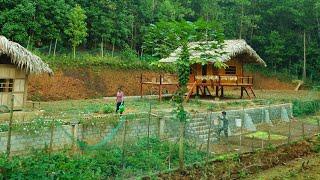 Return to DK farm in the forest: Harvesting ginger, plant vegetable seeds, Family farm