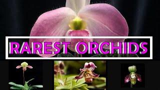 10 Rarest Orchids in the World