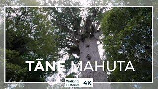 Tāne Mahuta | Aotearoa New Zealand History Walking Tour 4K