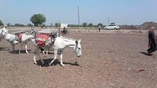 Halari Donkey and Amazing Donkey Breed of Gujarat-India