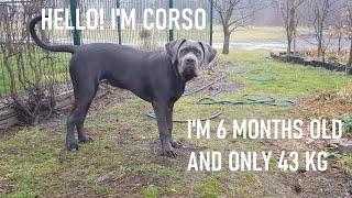 Cane Corso Blue #2