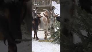 Instead of going to a landfill, your old Christmas tree could feed some hungry goats.