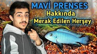 Mavi Prenses Balığı Hakkında Bilinmeyen Herşey Burda