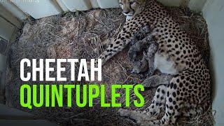 Cheetah Cubs Are Born at the Smithsonian Conservation Biology Institute