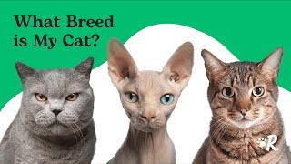 What Is Your Cat's Breed? Find Out Now