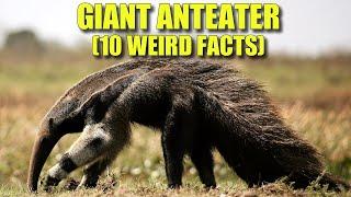 Giant Anteater  (10 FACTS You NEVER KNEW)