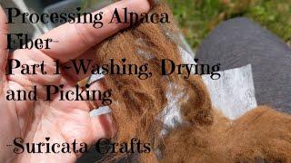 Processing Alpaca- Part 1; Washing, Drying and Picking your Fleece