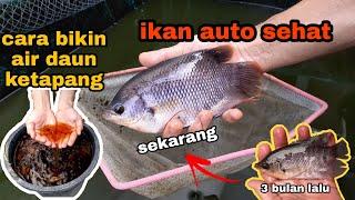 Ikan Gurame Di Kolam Terpal - Membuat Air Daun Ketapang Untuk Ikan Gurame