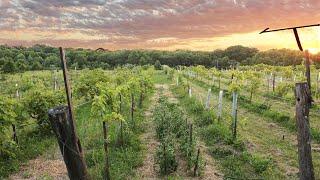 Permaculture in an Organic Vineyard at a Radical Ecovillage