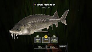 Белуга Каспийская 356кг на Матч - Русская Рыбалка 4