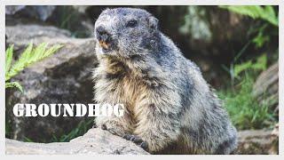 Groundhog screaming / Woodchuck call / Groundhog sound / Whistlepig