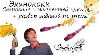 Эхинококк. Строение и жизненный цикл эхинококка. Примеры решения заданий