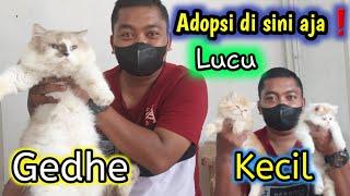 Harga Kucing Lucu Di KarawangKucing Persia bulan Ramadhan