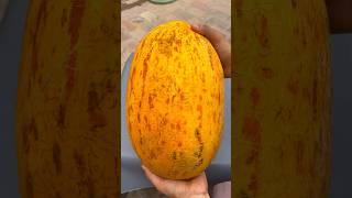 The Juiciest Afghan Melon Ever—Unbelievable Taste!  #Shorts #asmr